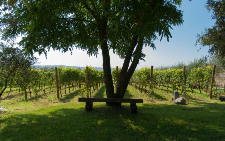 Experiences in the vineyard and the cellar