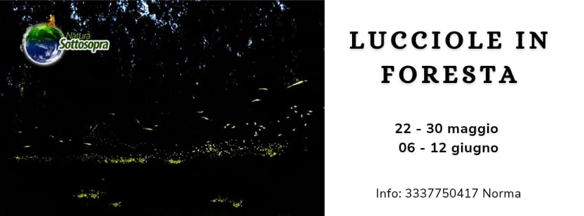 Fireflies in the forest